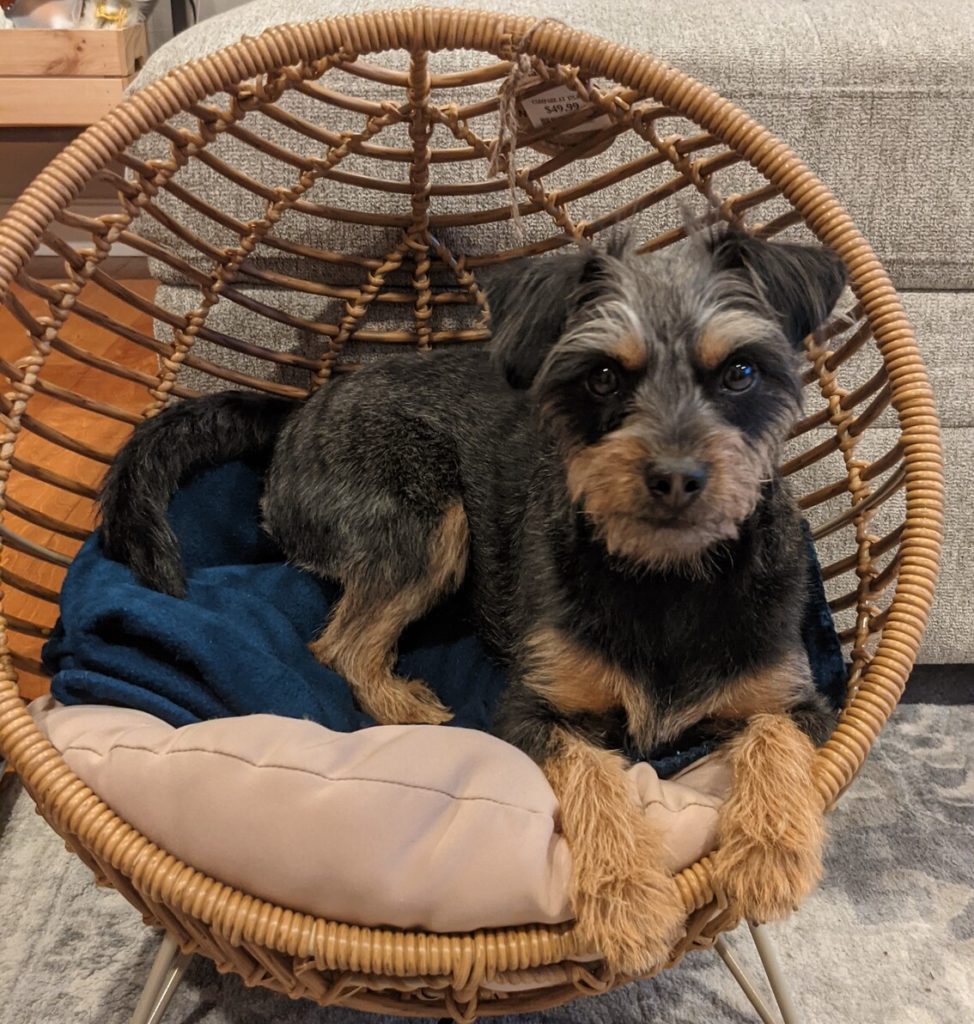 Mia the Pintzu in a basket