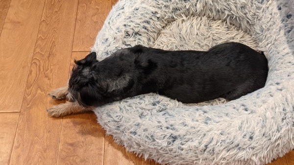 Mia the Pin Tzu, stretched out on her bed