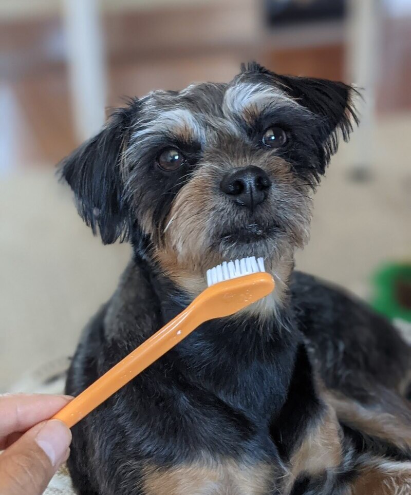 Mia the Pintzu with a toothbrush