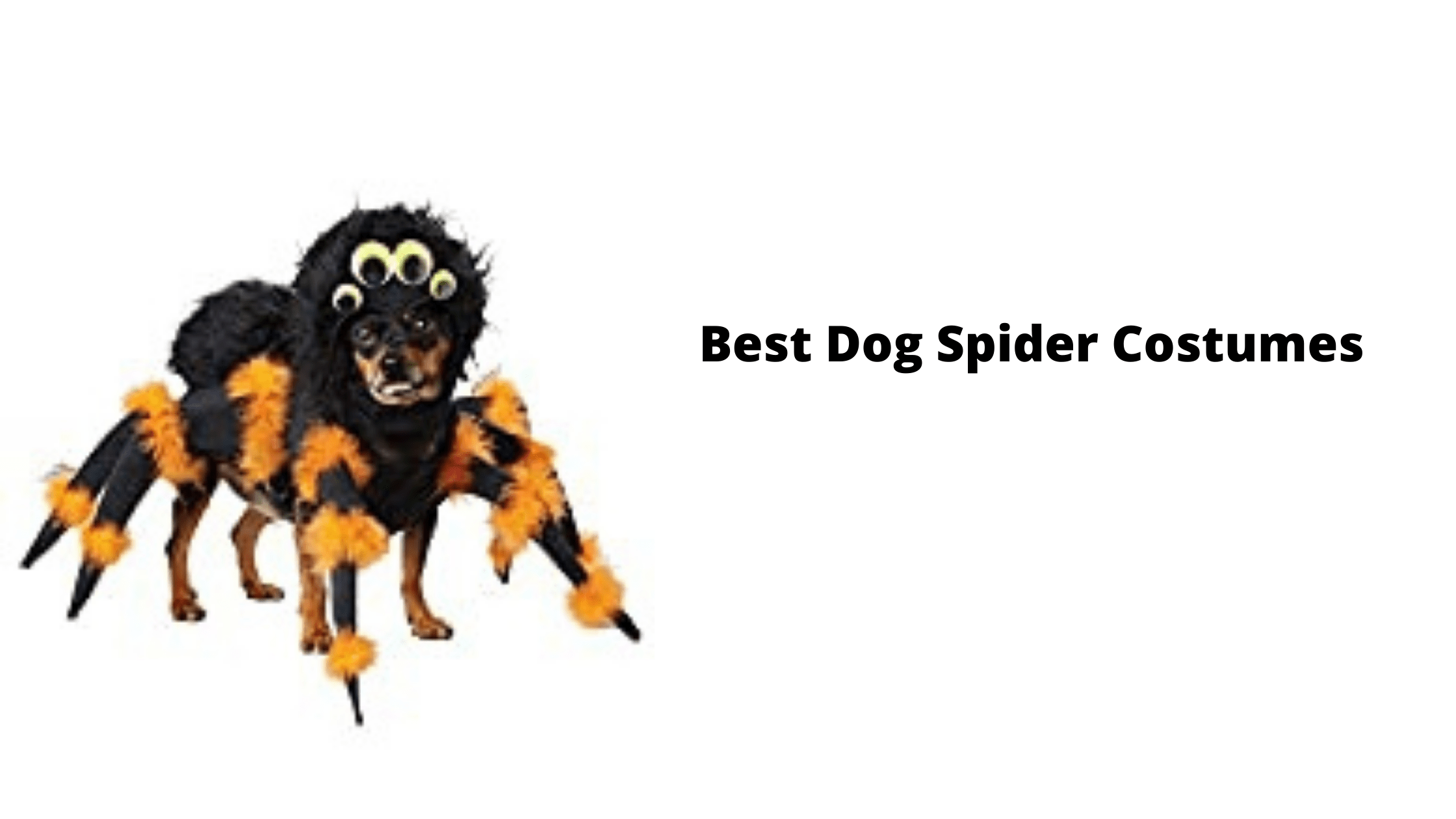 Best Dog Spider Costumes