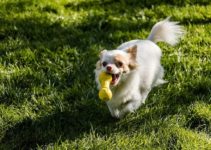 Top 10 Best Dog Toys for Small Dogs (2022)