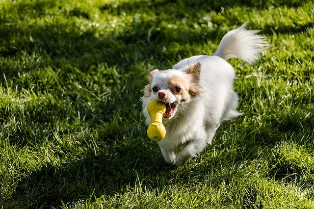 chihuahua playing with dog toy