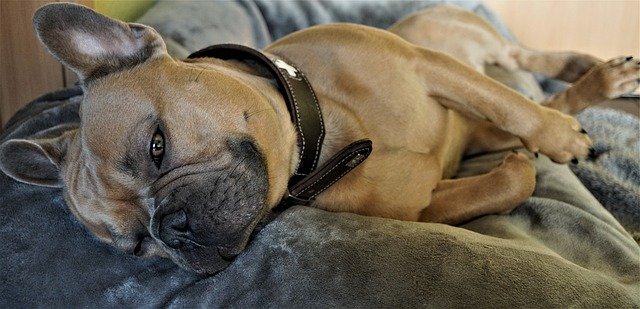 sleeping frenchie with collar