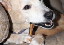 What is a Bully Stick?
