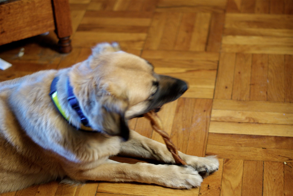dog chewing bully stick