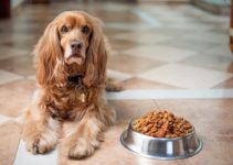 Best Dog Food for Small Breeds (with Sensitive Stomachs) [2022]