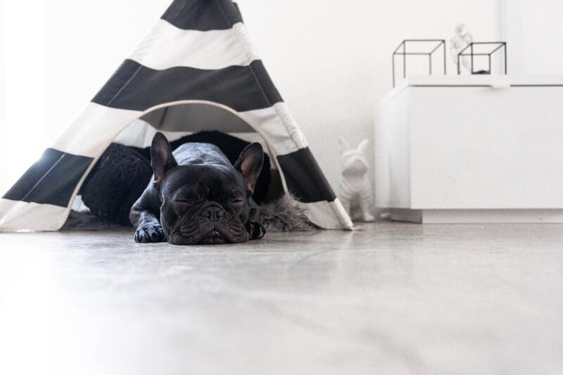 frenchie in teepee