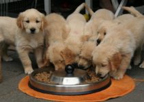 Top 10 Best Dog Food for Small Breed Puppies (2022)