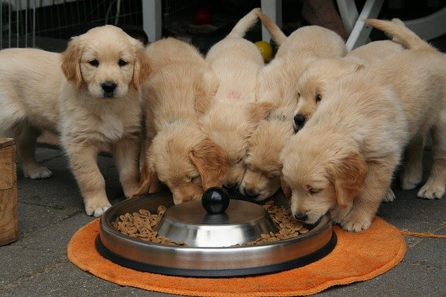 golden retriever puppies eating