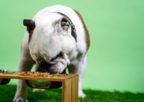 Top 10 Grain Free Small Dog Food (2022)