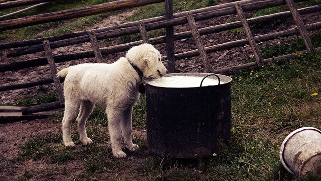 dog drinking milk