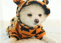 Top 5 Best Tiger Dog Costumes (2022)