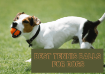 Top 10 Best Tennis Balls for Dogs (2022)