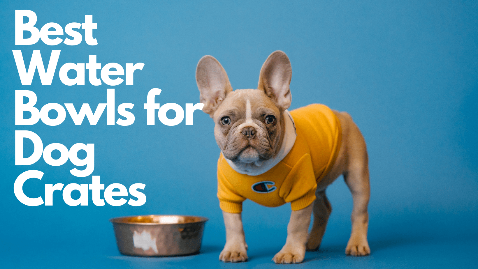Best Water Bowls for Dog Crates