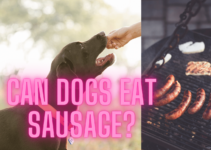 Can Dogs Eat Sausage?