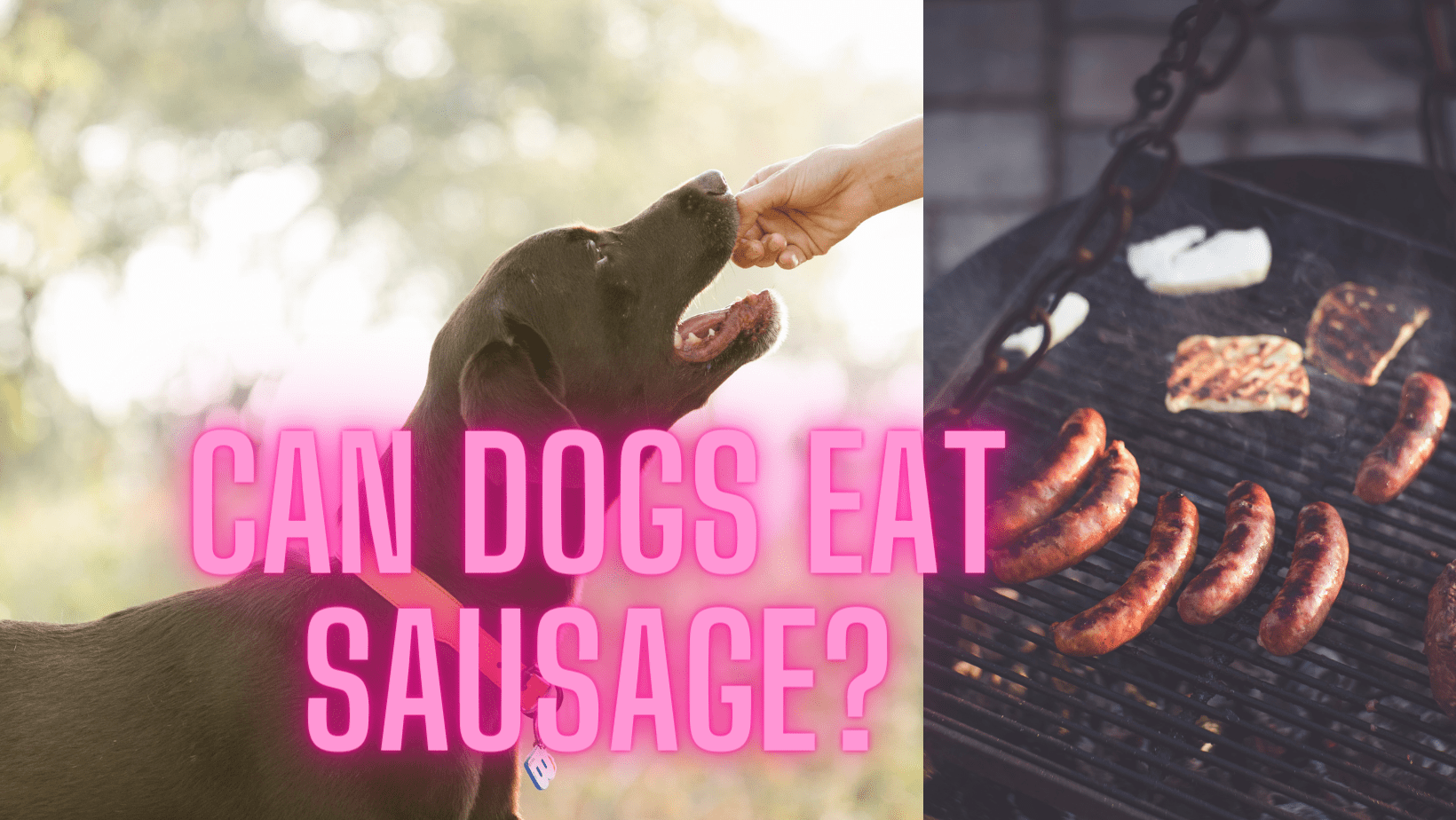Can Dogs Eat Sausuage