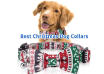 Top 10 Best Adorable Christmas Dog Collars (2022)