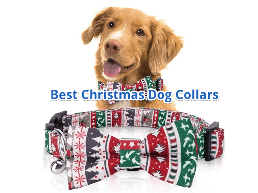best christmas dog collars
