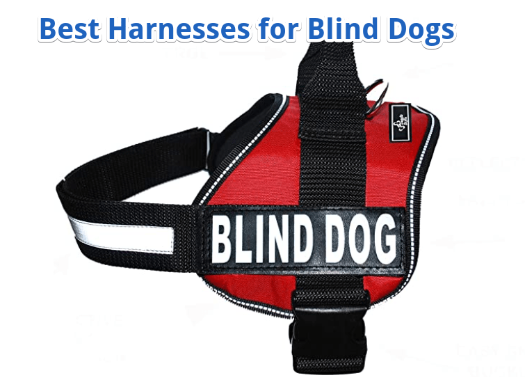 best harnesses for blind dogs