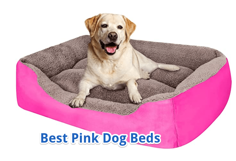 best pink doggie beds