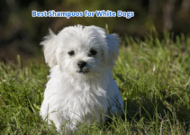 Top 10 Best Shampoos for White Dogs: Keep Your Dog’s Coat Cool, Bright and Clean (2022)