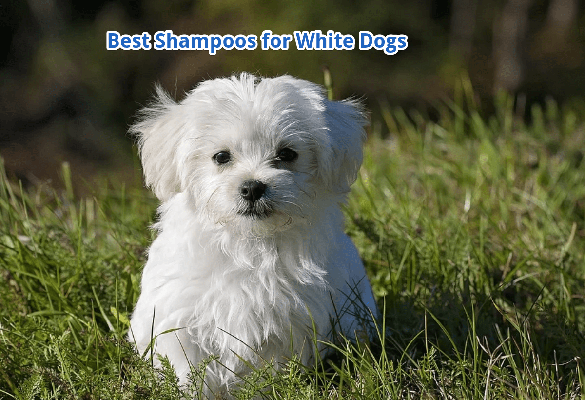 best shampoos for white dogs
