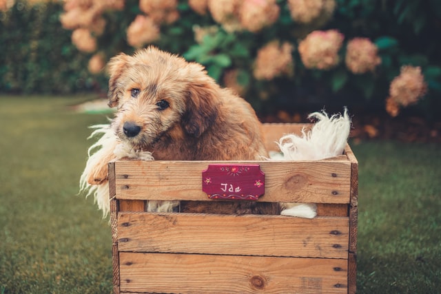 dog in wooden crate outside
