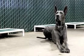 giant breed dog