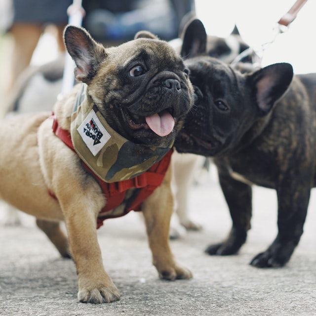 two frenchies