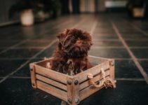 Top 10 Best Dog Crates for Extra Small (XS) Dogs [2022]