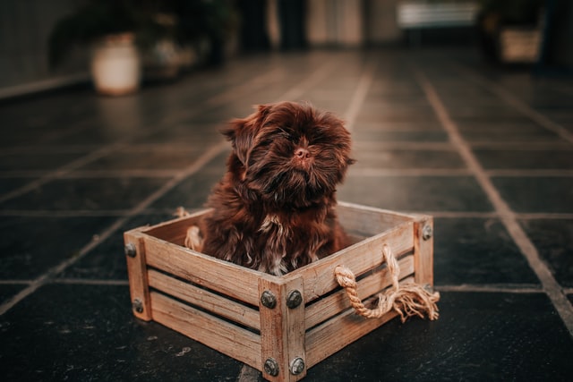 small dog in wooden crate