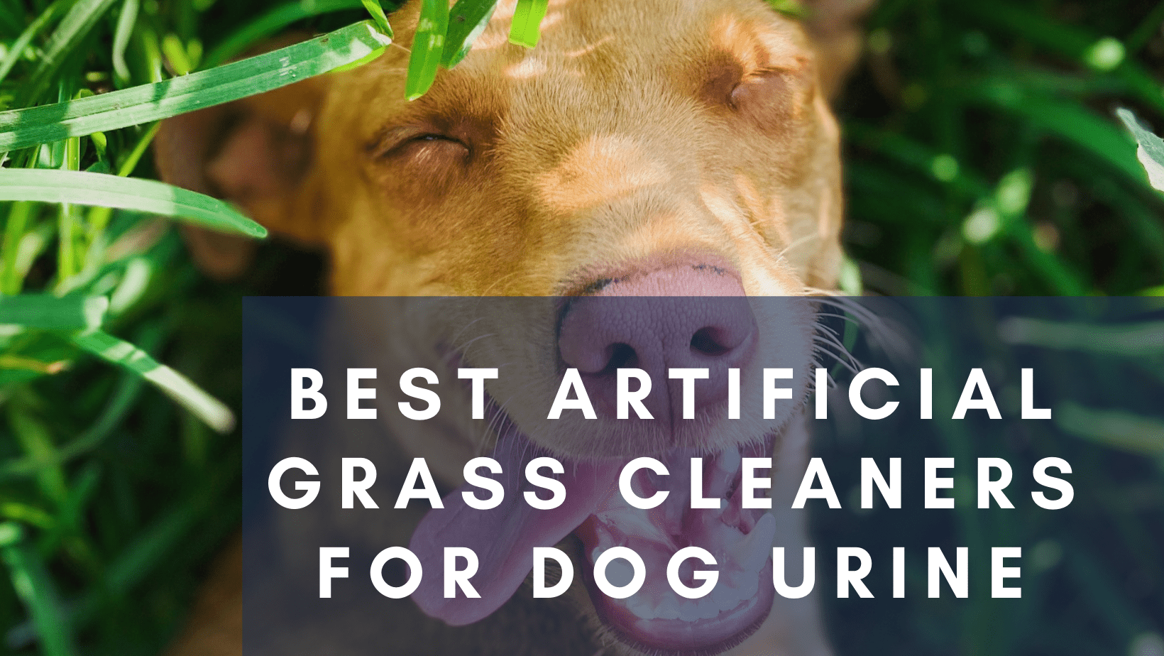 Best Artificial Grass Cleaners for Dog Urine