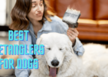 Detangler for Dogs: Top 10 Detanglers and Tips to Keep Your Dog’s Fur Unharmed