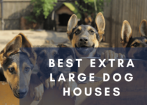 Top 10 Best Extra Large Dog Houses (2022)