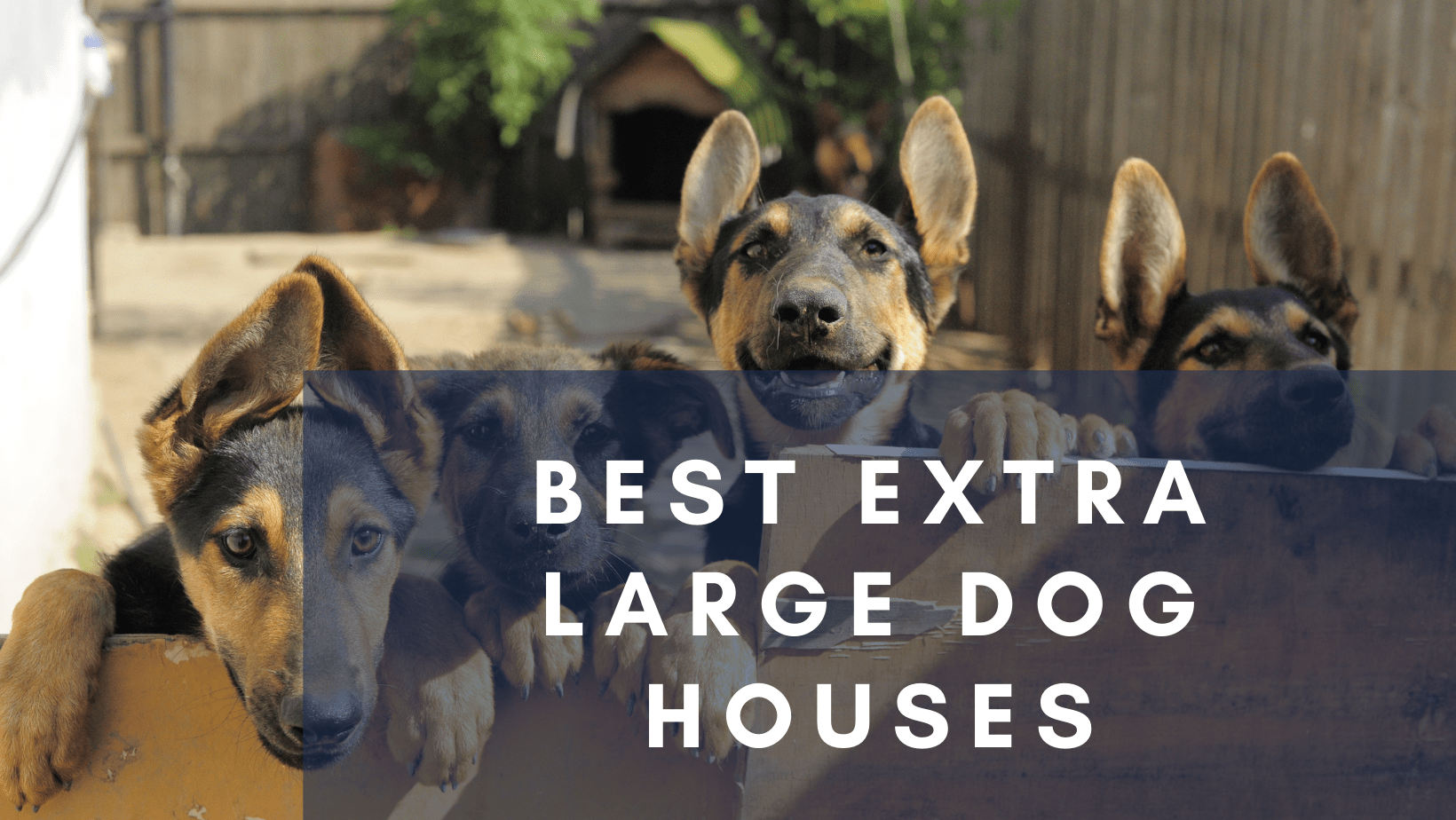 Best Extra Large Dog Houses