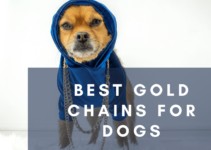 Top 8 Best Gold Chains for Dogs to Make Your Pup Stand Out (2022)