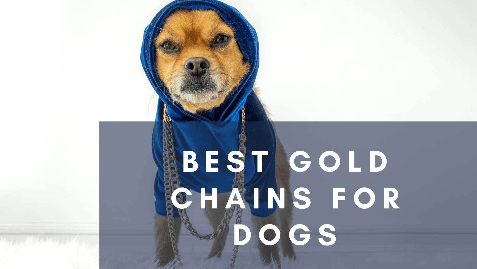 Best Gold Chains for Dogs