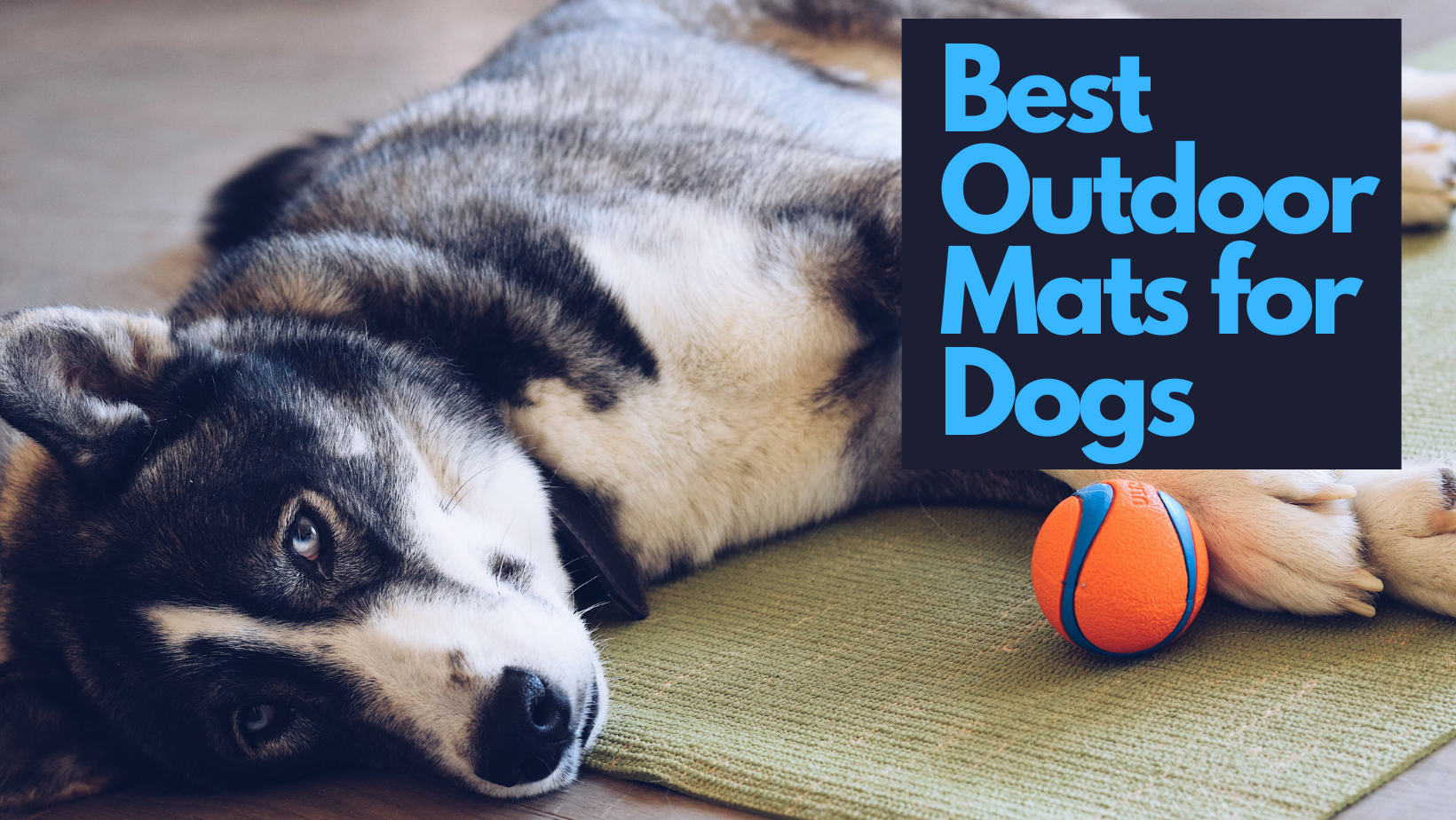 Best Outdoor Mats for Dogs