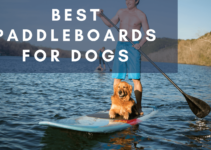 Top 5 Best Paddleboards for Dogs (2022)
