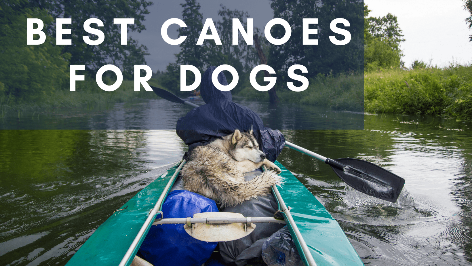 best canoes for dogs