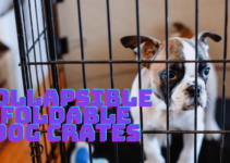 Top 10 Best Collapsible/Foldable Dog Crates (2022)