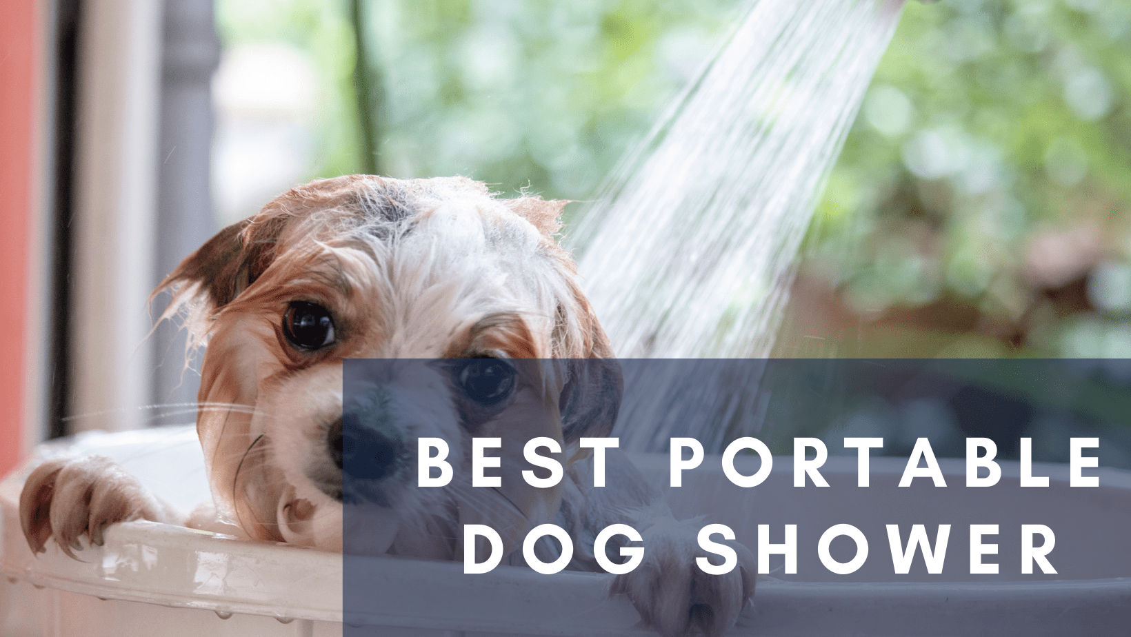 Best Portable Dog Shower