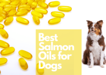 Top 10 Best Salmon Oils for Dogs (2022)