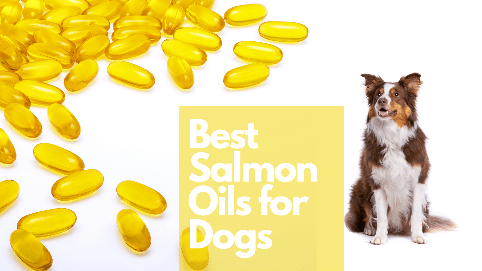 Best Salmon Oils for Dogs