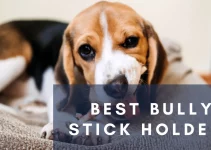 Top 10 Best Bully Stick Holders for your Pup (2022)