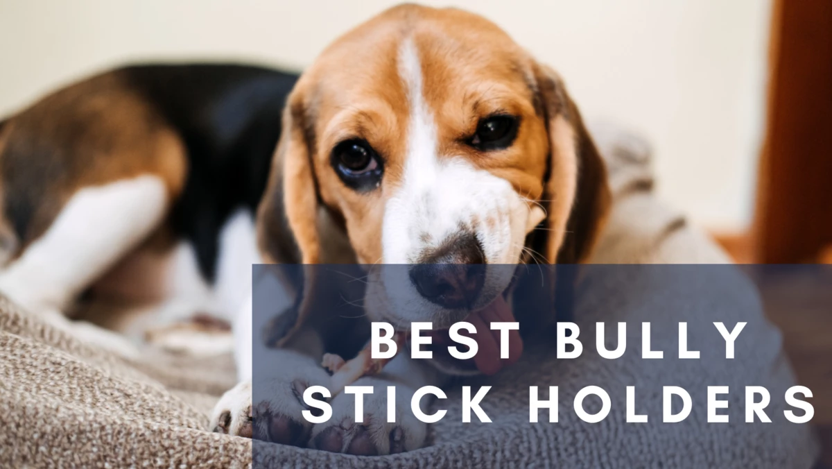 Best Bully Stick Holders