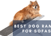 Top 10 Best Dog Ramps for Sofa (2022)