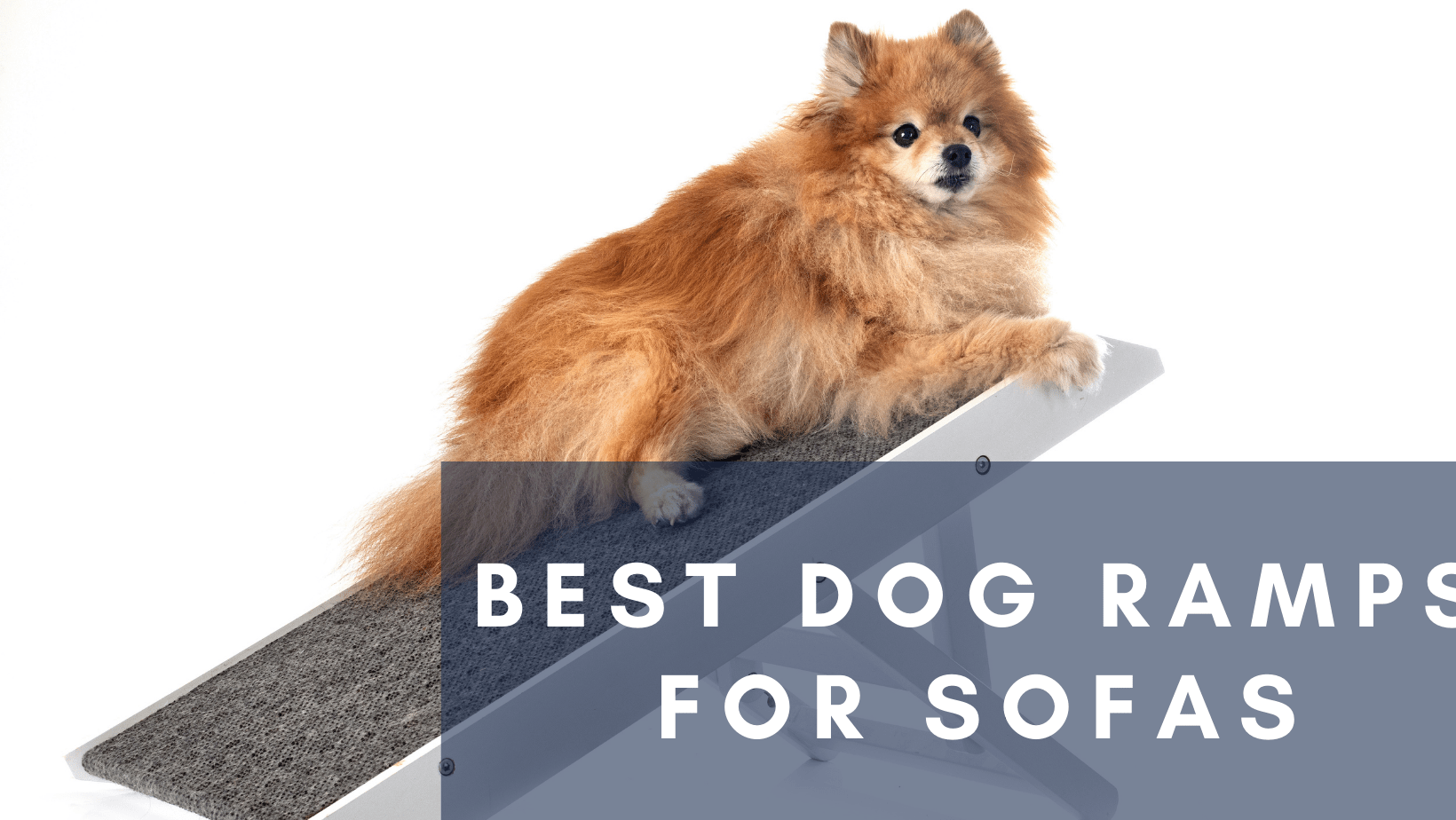 Best Dog Ramps for Sofas