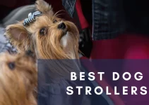 Top 10 Best Dog Strollers (2022)