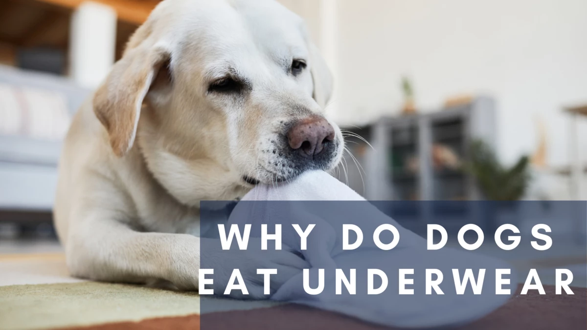 Why do dogs eat underwear